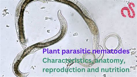  Nematode  Bildiğiniz Şekilde Değildir, Çiçeklenme ve Yavruların Beslenmesi Konusunda Şaşırtıcı Becerileriyle Tanınır!