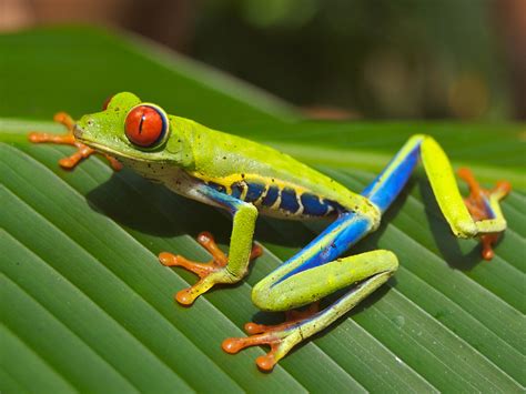 Red-Eyed Tree Frog: A Masterful Arboreal Acrobat Known for Its Vivid Nocturnal Displays!