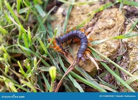  Ringed Millipede: A Tiny, Armored Tank Rolling Through Forest Floor Ecosystems!