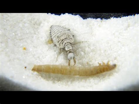  Antlion! A Marvel of Deception Lurking Beneath the Desert Sands