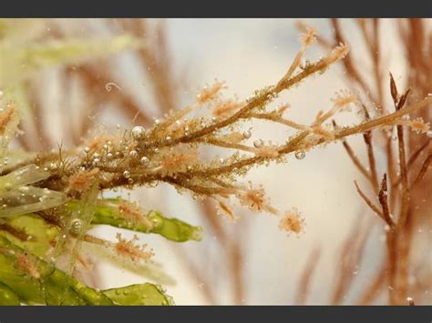  Coryne hydrozoa! Yaşamı boyunca süren bir hareket şöleni ve deniz ekosisteminde gizli bir sanatçı