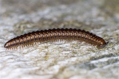  Craspedosoma!  A Millipede Sporting More Legs Than a Dancer's Choreography