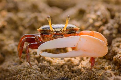  Fiddler Crab!  Explore the Quirky World of These Arm-Waving Crustaceans