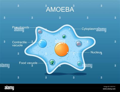  Giant Amoeba: Can This Single-Celled Blob Really Be Considered a Masterful Hunter?