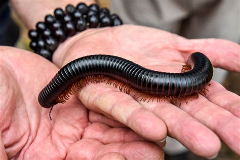  Giant Millipede: Bir Çift Ayaklı Dev mi Yoksa Minyatür Tren mi?