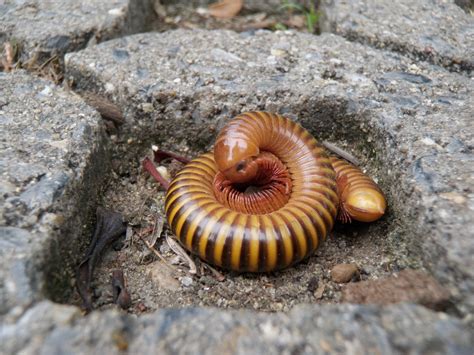  Giant Millipede! Exploring the Wonderful World of Many-Legged Earth Dwellers