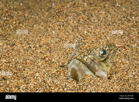  Glycera!  The Stealthy Predator Hiding Amongst the Sand Grains