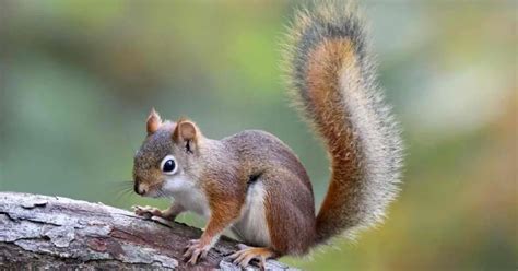 How Much to Replace a Flat Tire: And Why Do Squirrels Always Cross the Road at the Worst Possible Time?