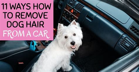 How to Remove Dog Hair from Car: A Comprehensive Guide to Tackling the Furry Menace