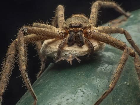   Jumping Spider: An Eight-Legged Ninja Master With Astonishing Eyesight!