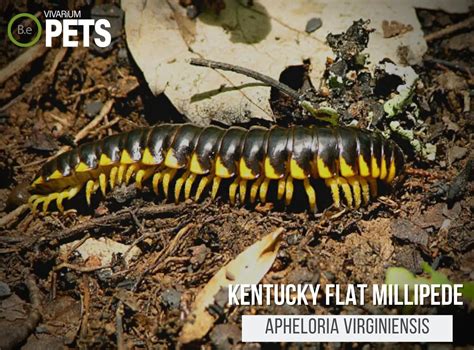  Loudon Millipedes: An Introduction to These Earth-Crawling Masters of Decomposition!