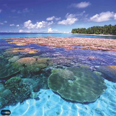  Millepora! Küçük Bir Mercan Gibi Görünen Tehlikeli Bir Koloninin Sırları!