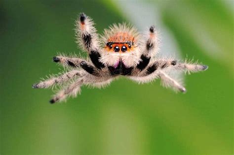 Nilgiri Jumping Spider: A Tiny Acrobatic Daredevil With Striking Colors!