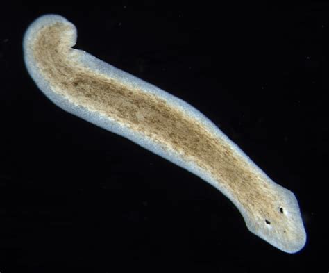  Planaria: Can This Tiny Flatworm Really Regenerate Its Entire Body?