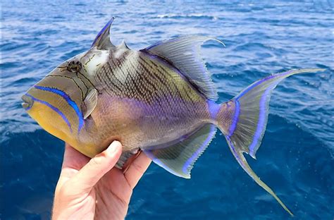  Queen Triggerfish!  Discover This Remarkably Bold and Territorial Fish With Striking Colors