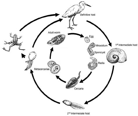  Quizzing Your Knowledge: Quingyangia - A Tiny Trematode With an Epic Lifecycle!