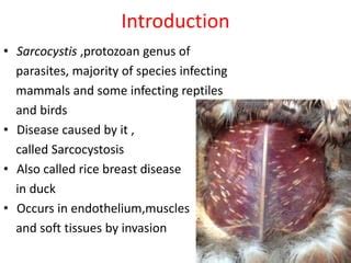  Sarcocystis!  An Intriguing Parasite That Can Transform Mammalian Muscle into a Microscopic Playground