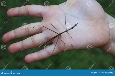  Stick Insect: This Incredible Mimic Master Can Be Found Hiding Among Leaves!