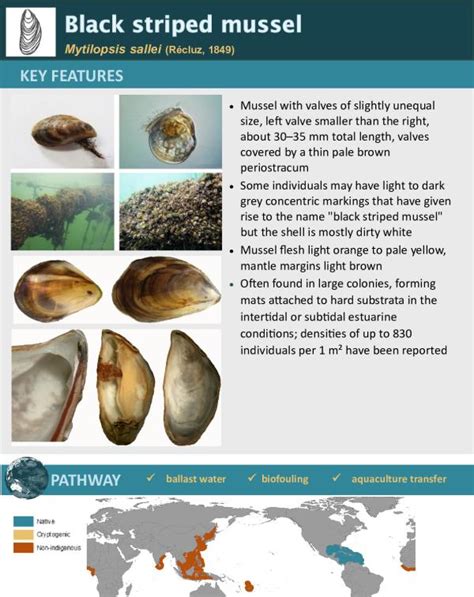  Striped Mussel: Discover This Resilient Filter Feeder's Remarkable Journey from Tidal Flats to Your Plate!