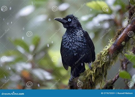  Umbrellabird:  A Bird with Feathers as Fancy as its Name, Known for its Striking Beauty and Unique Courtship Displays