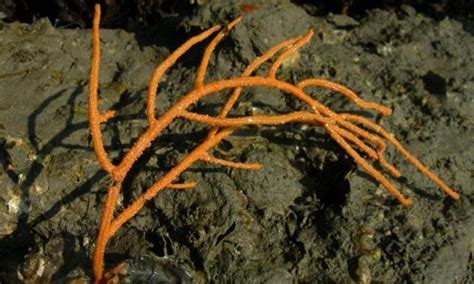  Whip Coral: Can You Handle This Whip-Smart Invertebrate Hiding Its Sting?