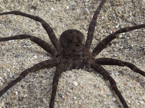  Wolf Spider; Bu gizemli avcıların gece hayatı hakkında bilmeniz gereken her şey!