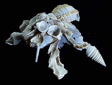  Xenophora! A Wandering Snail Whose Shell Tells a Tale of Opportunism and Ocean Debris