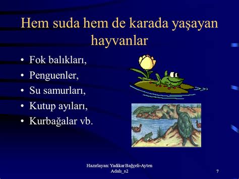  Yılanbalığı: Hem Su İçinde Yaşayan Bir Sürüngendir Hem de Kara Üzerinde Hareket Eden Gizemli Bir Amfibidir!