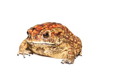 Zambian Dwarf Toad: Discover the Secrets of This Miniature Amphibian Marvel That Lives on Land and Leaps into Water!