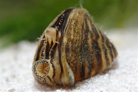  Zebra Mussel: Discover the Tiny Mollusc With Striped Shells That Can Turn Lakes Upside Down!